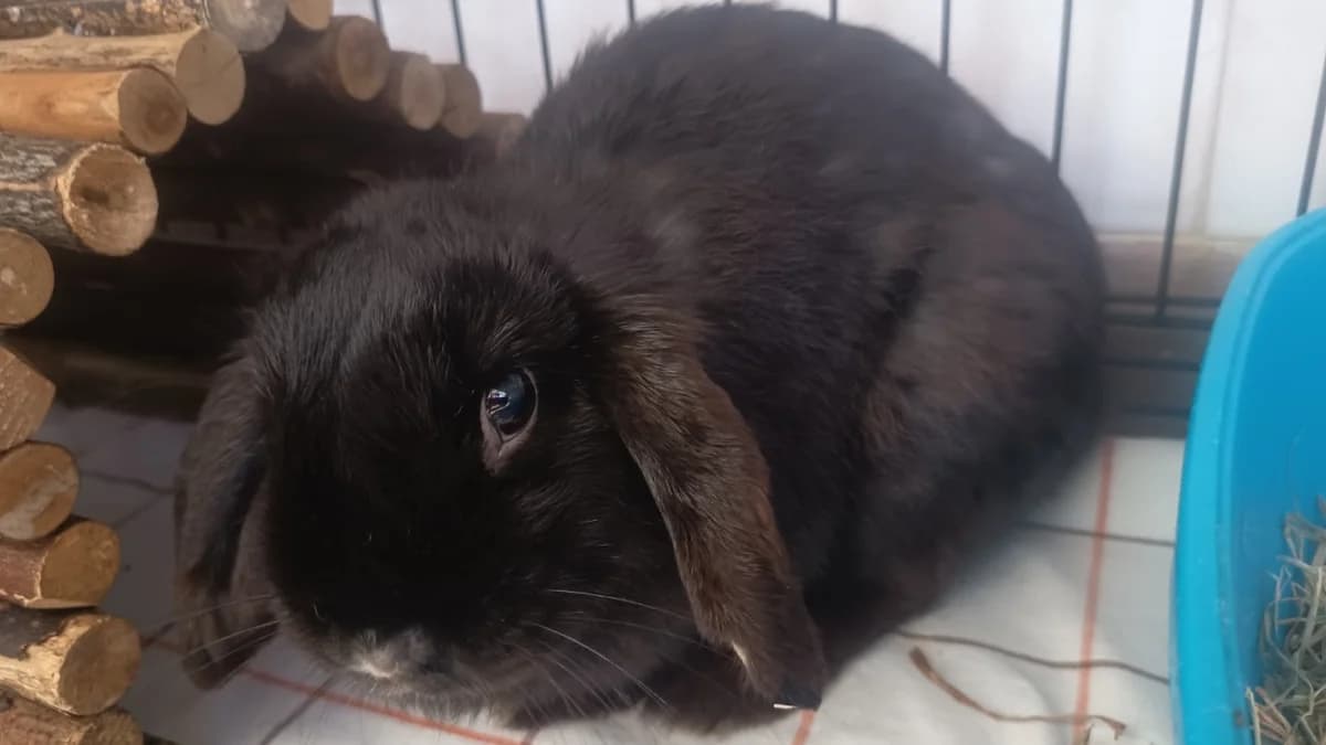 PIETRAGALLA 681, female mixed breed for adoption at SPA Vaux-le-Pénil, Vaux-le-Pénil