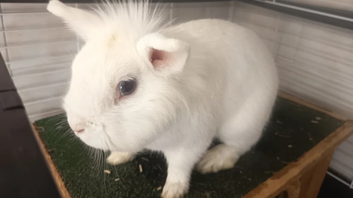 MAKAROVA 680, female mixed breed for adoption at SPA Vaux-le-Pénil, Vaux-le-Pénil