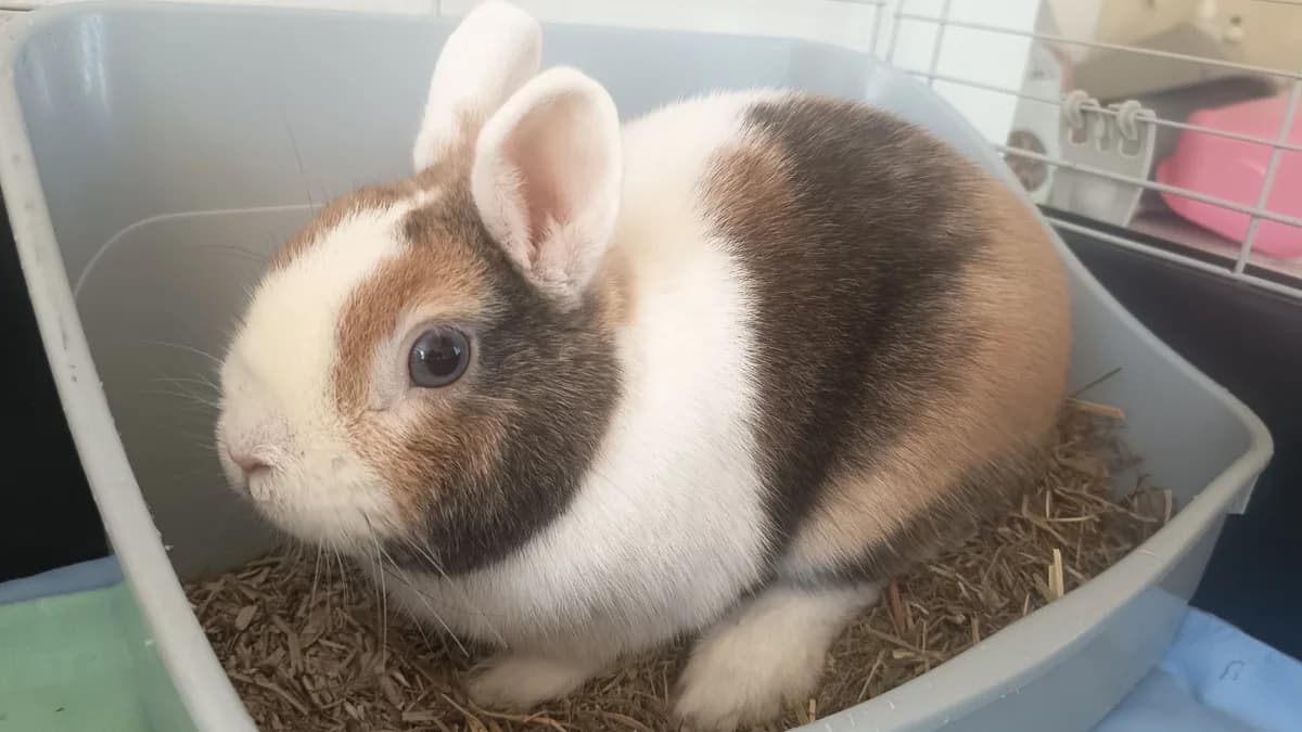 TCHAIKOVSKY 678, male mixed breed for adoption at SPA Vaux-le-Pénil, Vaux-le-Pénil
