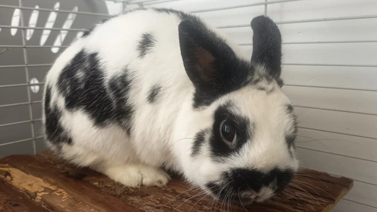 BEETHOVEN 677, male mixed breed for adoption at SPA Vaux-le-Pénil, Vaux-le-Pénil