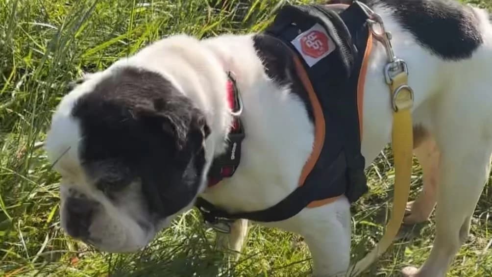 GUISMO VAA, male senior French Bulldog for adoption at SPA Vaux-le-Pénil, Vaux-le-Pénil