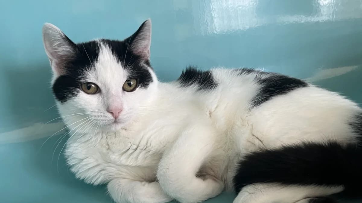 FIRE C, female Mixed Breed for adoption at SPA Vaux-le-Pénil, Vaux-le-Pénil