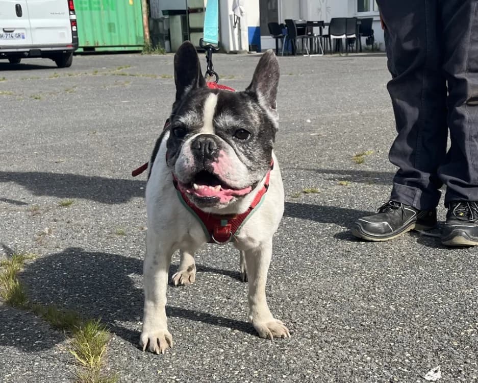 JUNGLE VAA, male senior French Bulldog for adoption at SPA Vaux-le-Pénil, Vaux-le-Pénil