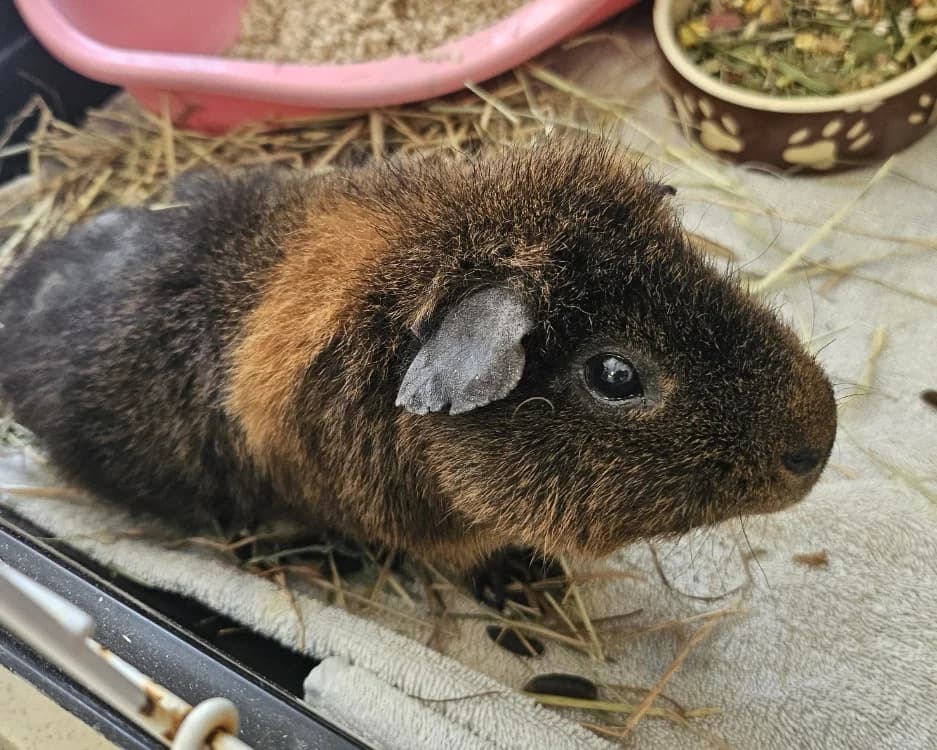 PETIT TONNERRE 673, female Mixed Breed for adoption at SPA Vaux-le-Pénil, Vaux-le-Pénil
