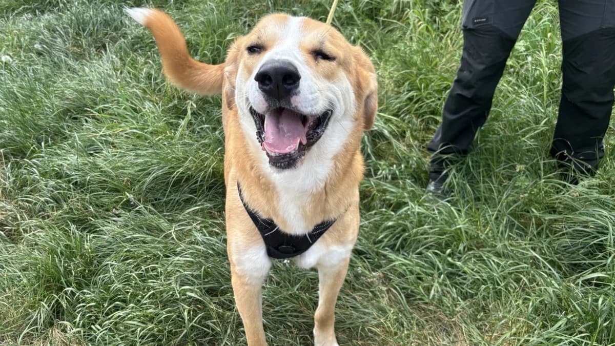 SPIRIT VAA, male young mixed breed for adoption at SPA Vaux-le-Pénil, Vaux-le-Pénil
