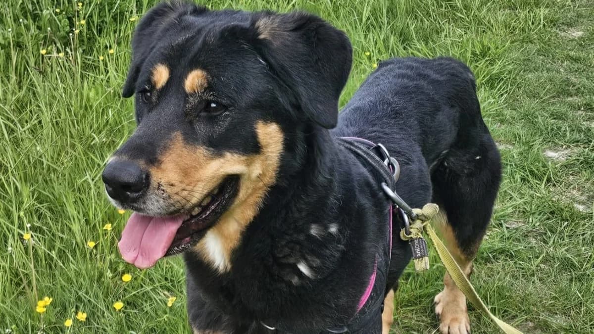 TOKYO VAA, female 4yo mixed breed for adoption at SPA Vaux-le-Pénil, Vaux-le-Pénil