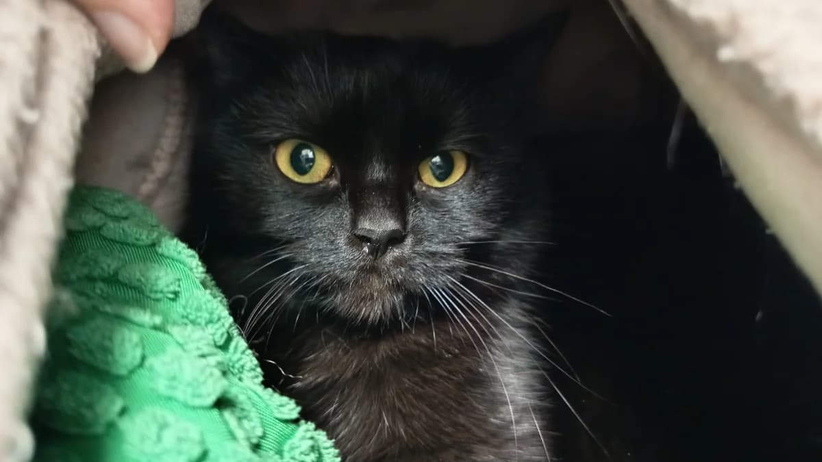 CHOKO C, female Mixed Breed for adoption at SPA Vaux-le-Pénil, Vaux-le-Pénil