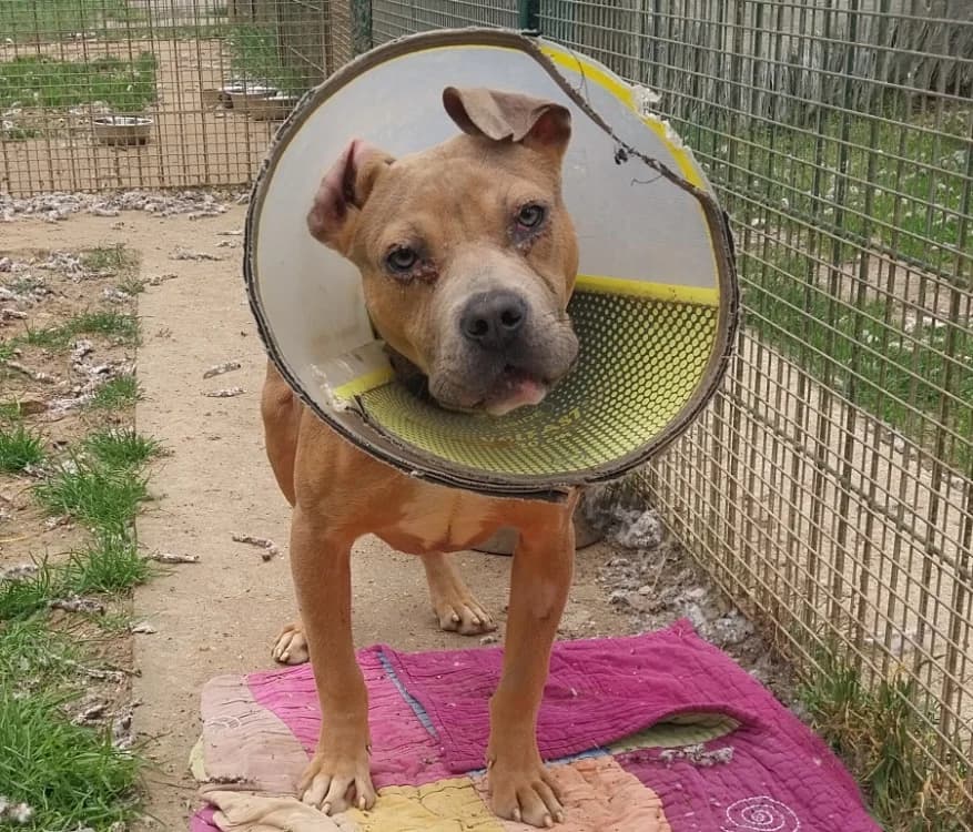 BRINDILLE VAA, male 4yo mixed breed for adoption at SPA Vaux-le-Pénil, Vaux-le-Pénil