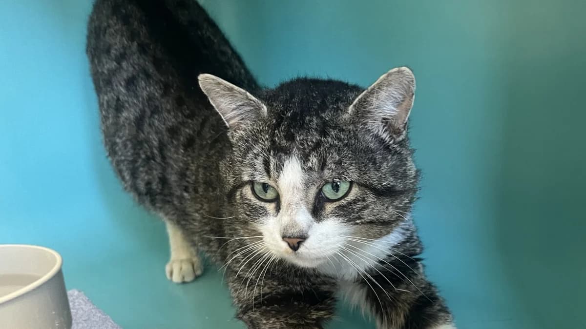 BOUBI C, male senior Mixed Breed for adoption at SPA Vaux-le-Pénil, Vaux-le-Pénil