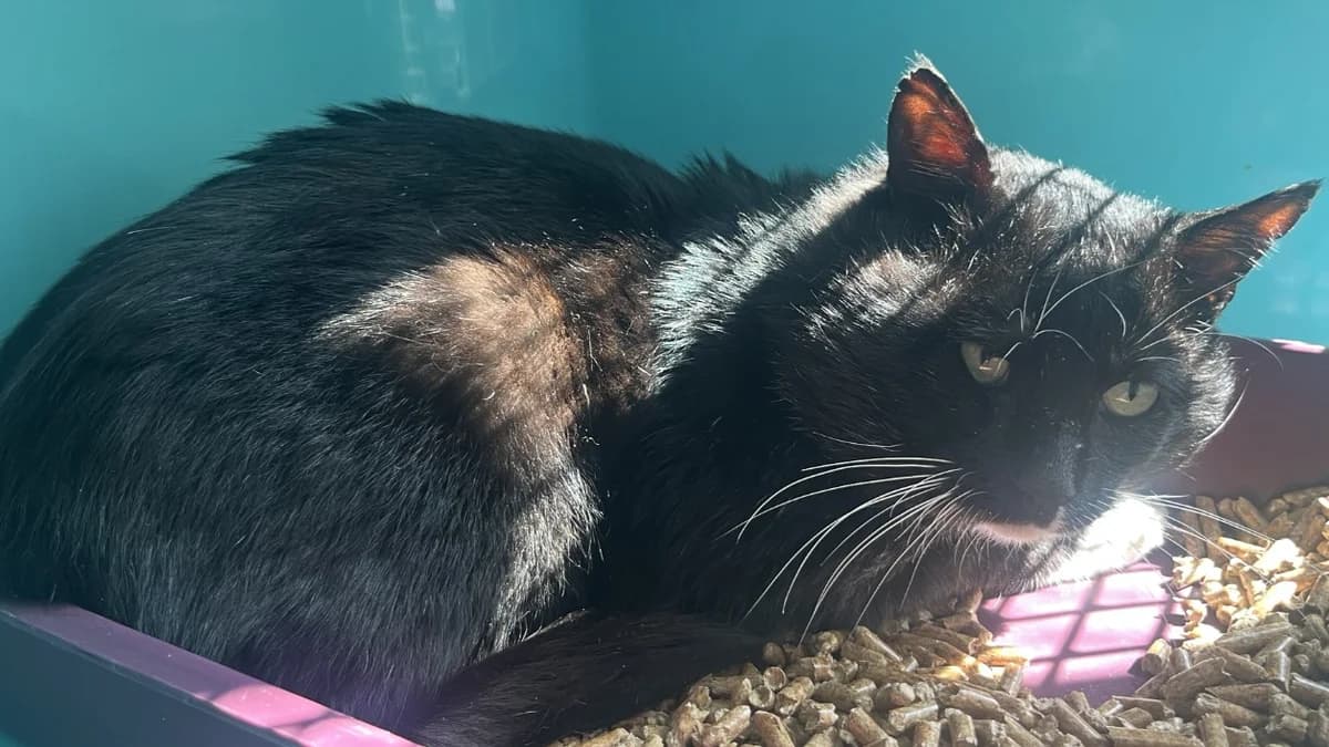 KIKI C, male senior Mixed Breed for adoption at SPA Vaux-le-Pénil, Vaux-le-Pénil