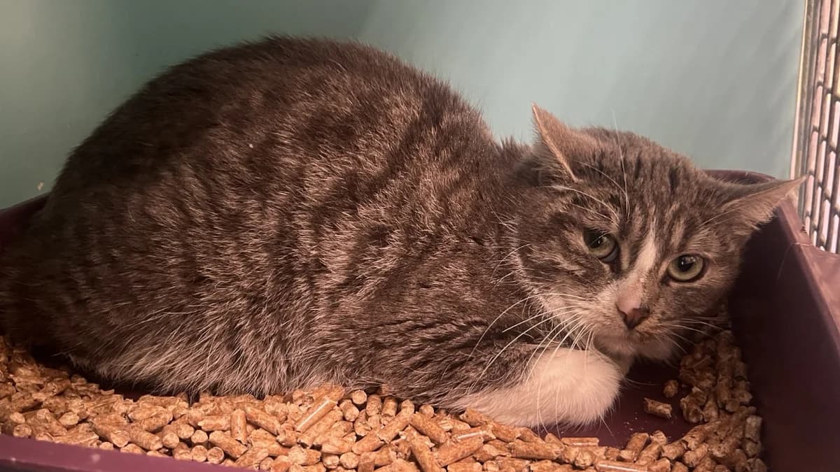 NANI C, female 5yo Mixed Breed for adoption at SPA Vaux-le-Pénil, Vaux-le-Pénil