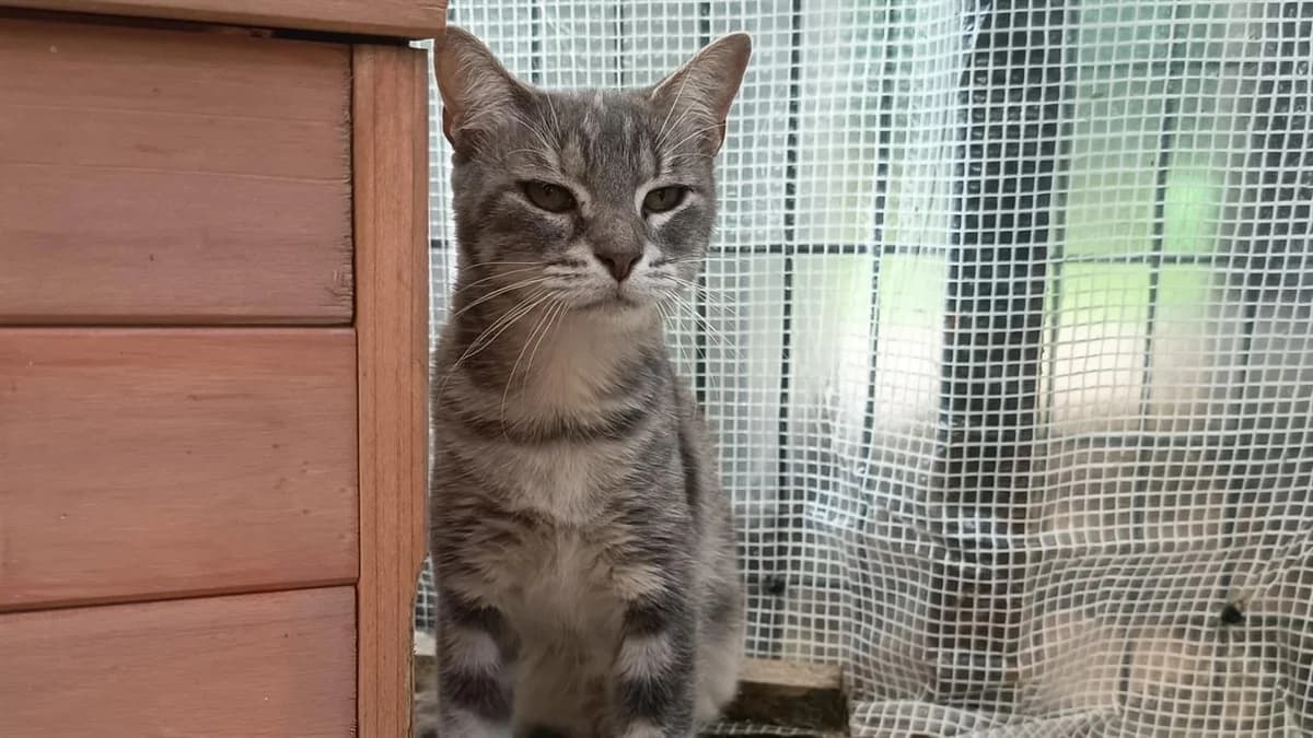 PRALINE C, female 7yo Mixed Breed for adoption at SPA Vaux-le-Pénil, Vaux-le-Pénil