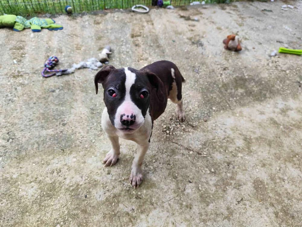 FROST VAA, female puppy mixed breed for adoption at SPA Vaux-le-Pénil, Vaux-le-Pénil
