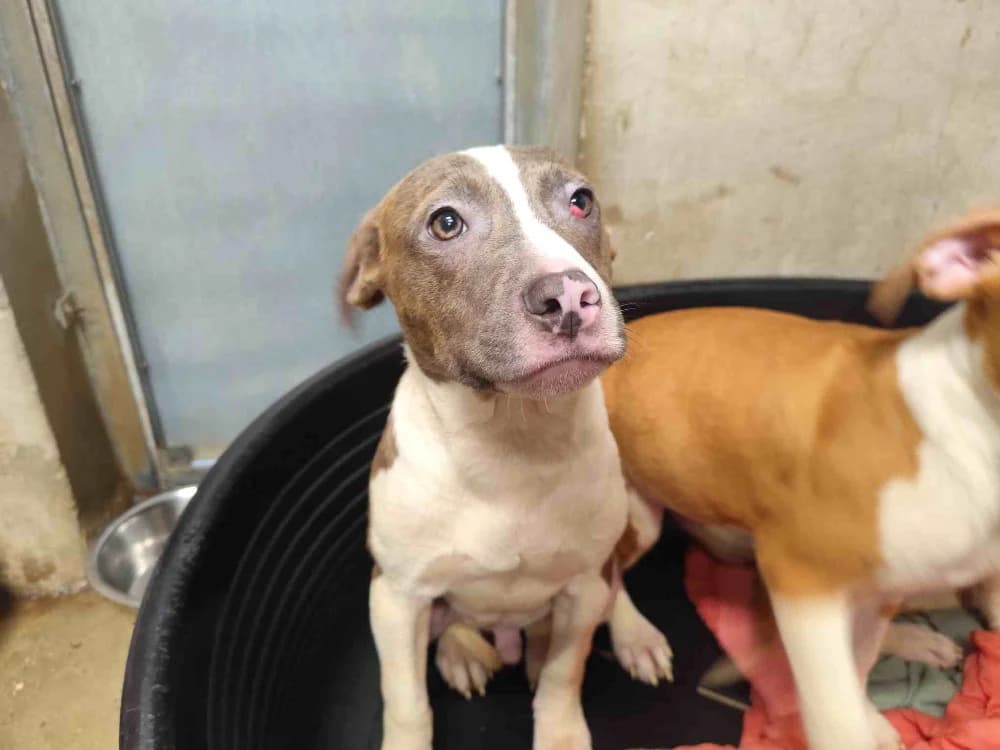 XAVIER VAA, male puppy mixed breed for adoption at SPA Vaux-le-Pénil, Vaux-le-Pénil