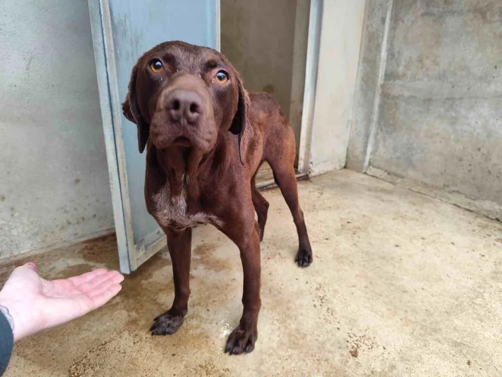 PRUNE VAA, female young German Shorthaired Pointer for adoption at SPA Vaux-le-Pénil, Vaux-le-Pénil
