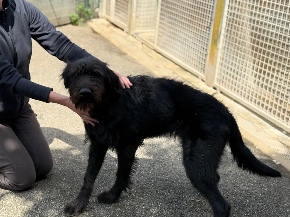 WOUAF VAA, male mixed breed for adoption at SPA Vaux-le-Pénil, Vaux-le-Pénil