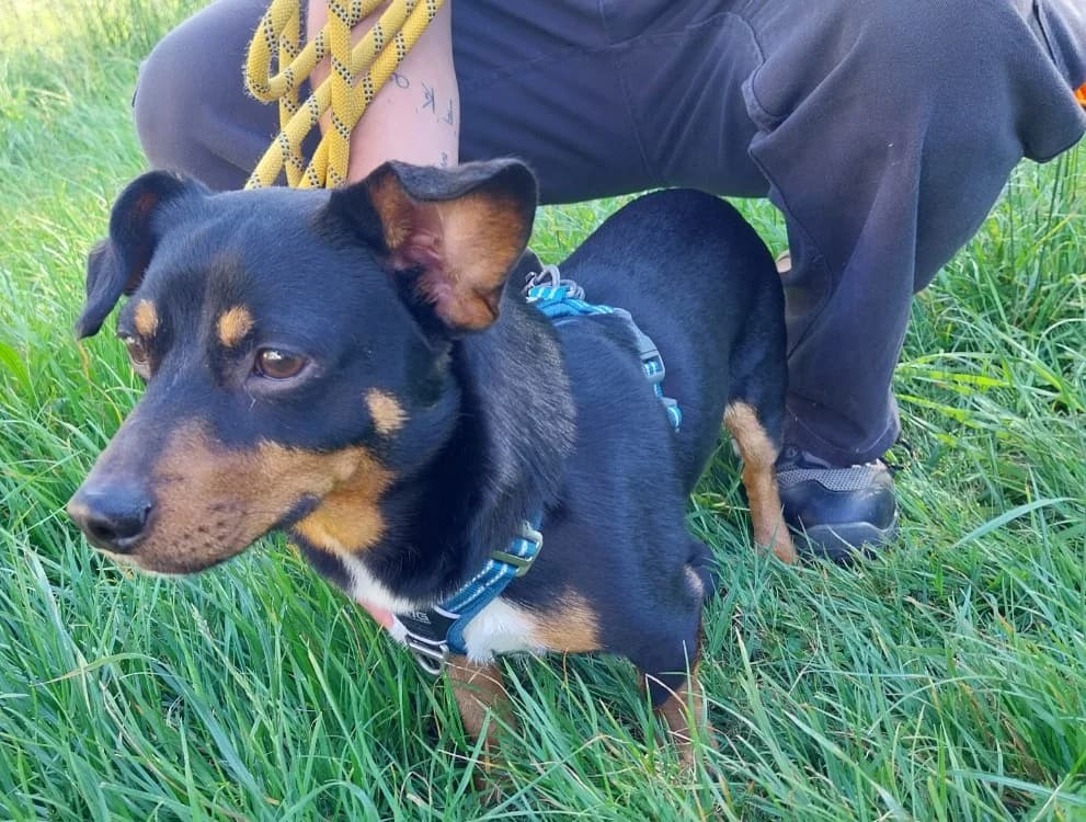 HADESS VAA, male 3yo mixed breed for adoption at SPA Vaux-le-Pénil, Vaux-le-Pénil
