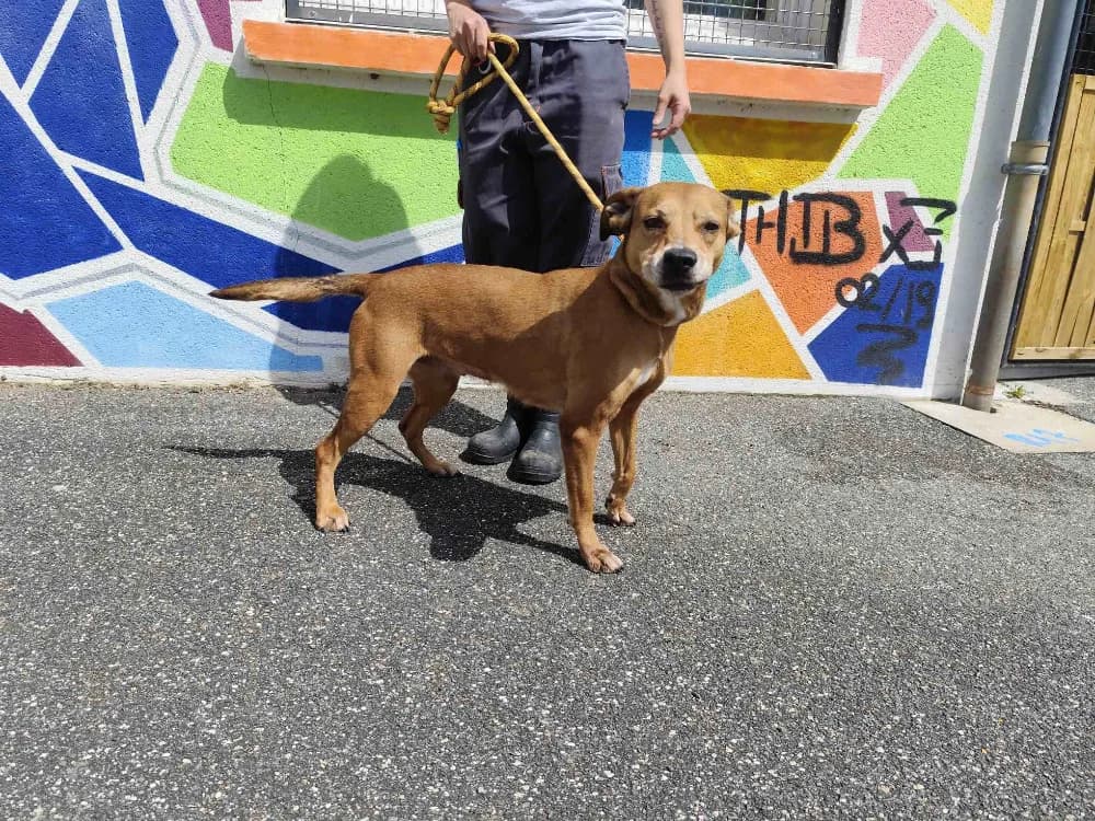 NAYA VAA, female senior mixed breed for adoption at SPA Vaux-le-Pénil, Vaux-le-Pénil