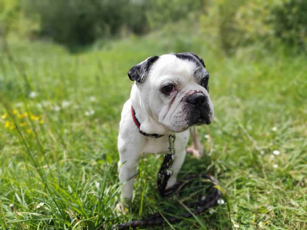 GUISMO VAA, male senior French Bulldog for adoption at SPA Vaux-le-Pénil, Vaux-le-Pénil