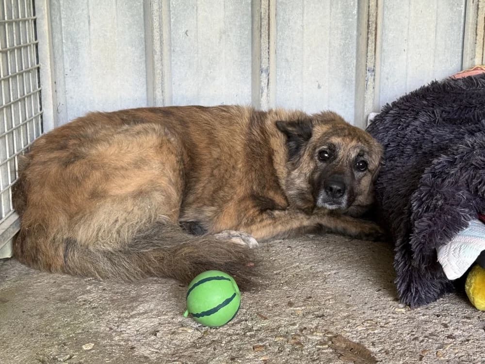 LOKUM VAA, female 5yo mixed breed for adoption at SPA Vaux-le-Pénil, Vaux-le-Pénil