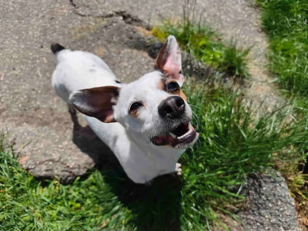 CANAILLE VAA, female 6yo Jack Russell Terrier for adoption at SPA Vaux-le-Pénil, Vaux-le-Pénil
