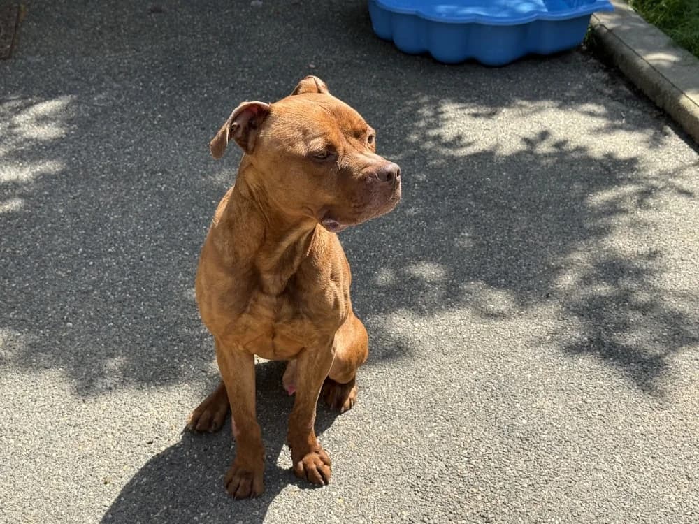 FIFTY VAA, male 5yo mixed breed for adoption at SPA Vaux-le-Pénil, Vaux-le-Pénil