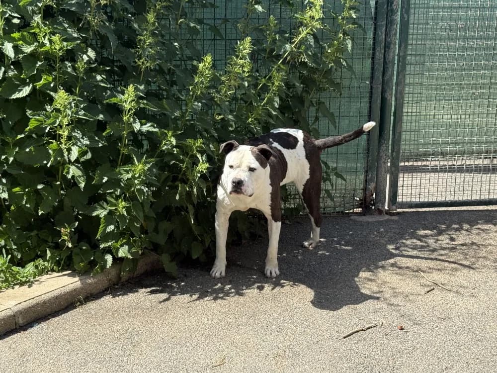 RAJAH VAA, male 6yo mixed breed for adoption at SPA Vaux-le-Pénil, Vaux-le-Pénil