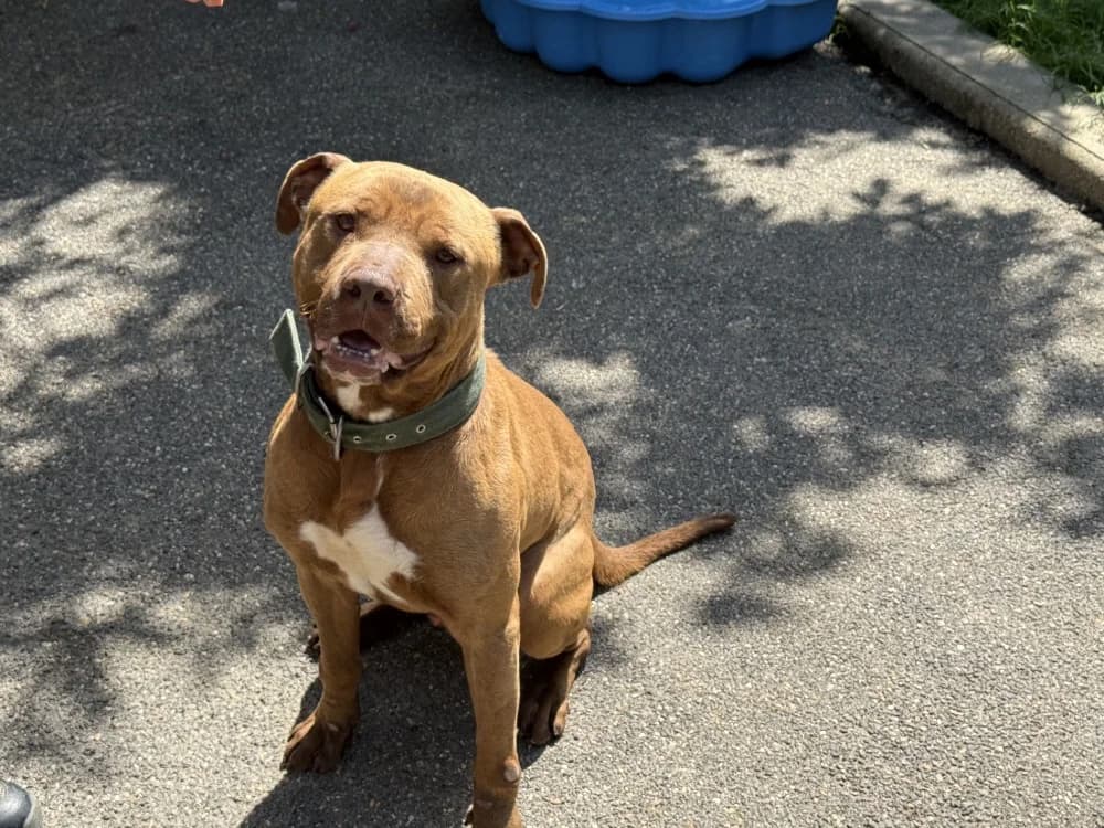 LEIKO VAA, male young mixed breed for adoption at SPA Vaux-le-Pénil, Vaux-le-Pénil