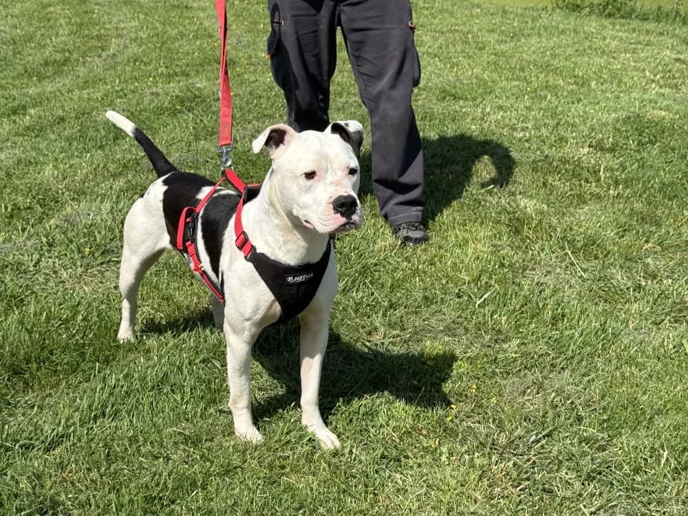 FENDI VAA, male young mixed breed for adoption at SPA Vaux-le-Pénil, Vaux-le-Pénil