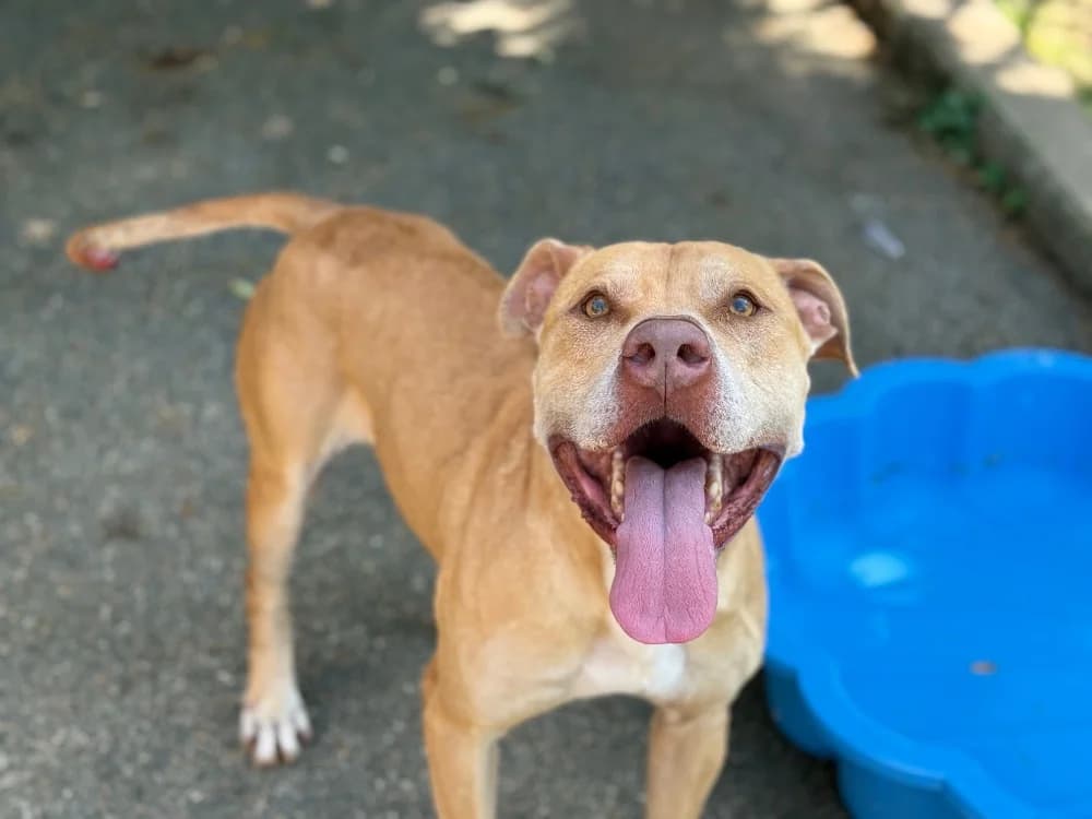 BAKI VAA, male 5yo mixed breed for adoption at SPA Vaux-le-Pénil, Vaux-le-Pénil