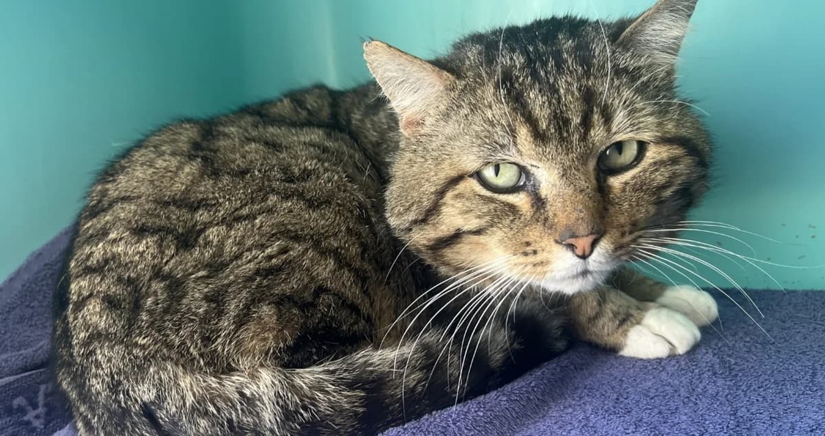NOUILLE C, male senior Mixed Breed for adoption at SPA Vaux-le-Pénil, Vaux-le-Pénil