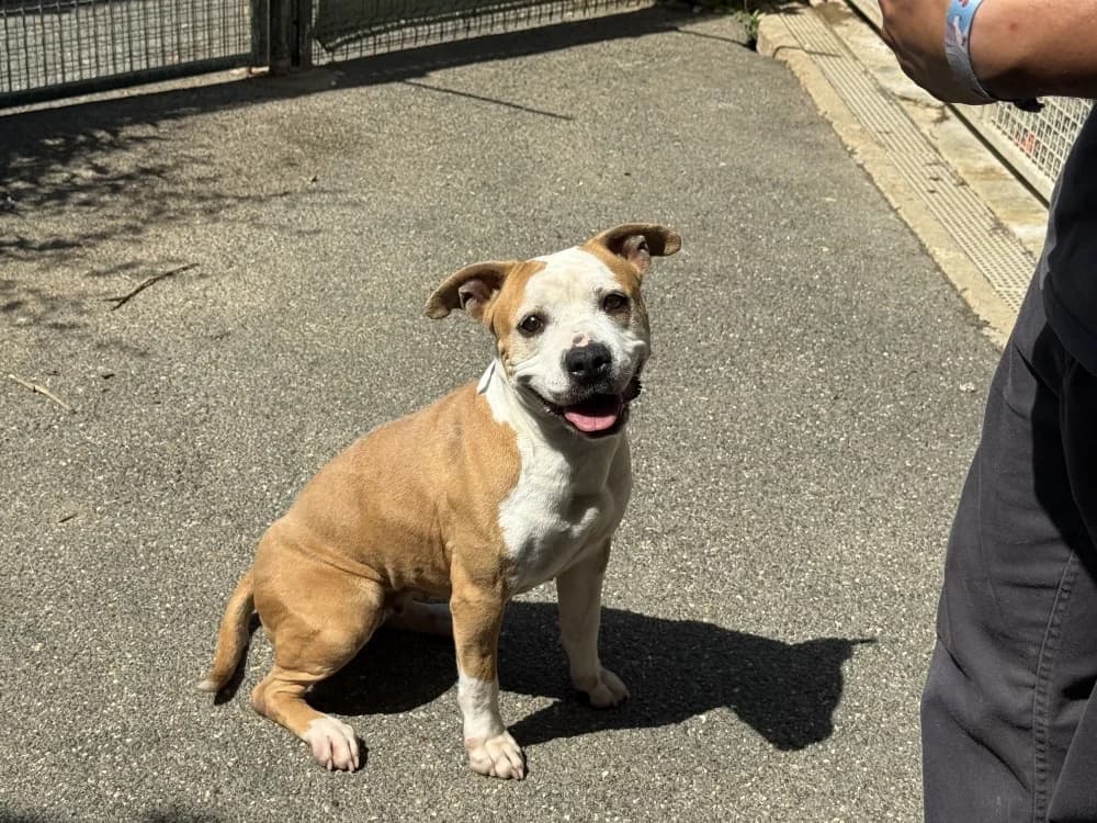 PRADA VAA, female 6yo American Staffordshire Terrier for adoption at SPA Vaux-le-Pénil, Vaux-le-Pénil
