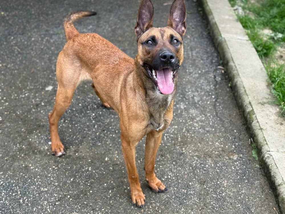 EVA VAA, female young Belgian Malinois for adoption at SPA Vaux-le-Pénil, Vaux-le-Pénil