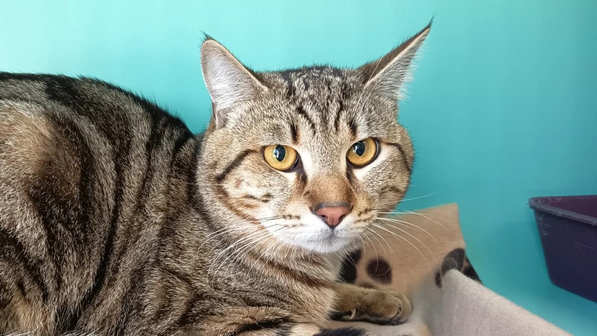 JAFAR C, male 3yo Mixed Breed for adoption at SPA Vaux-le-Pénil, Vaux-le-Pénil