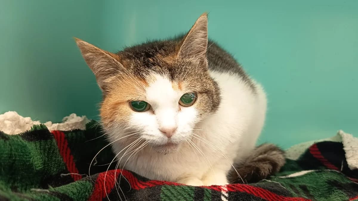 MALÉFIQUE C, female 4yo Mixed Breed for adoption at SPA Vaux-le-Pénil, Vaux-le-Pénil