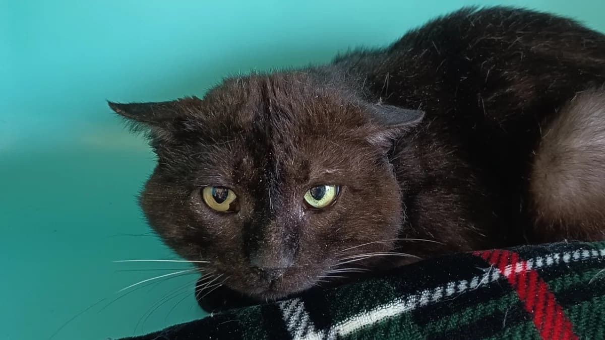 HADÈS C, male 5yo Mixed Breed for adoption at SPA Vaux-le-Pénil, Vaux-le-Pénil