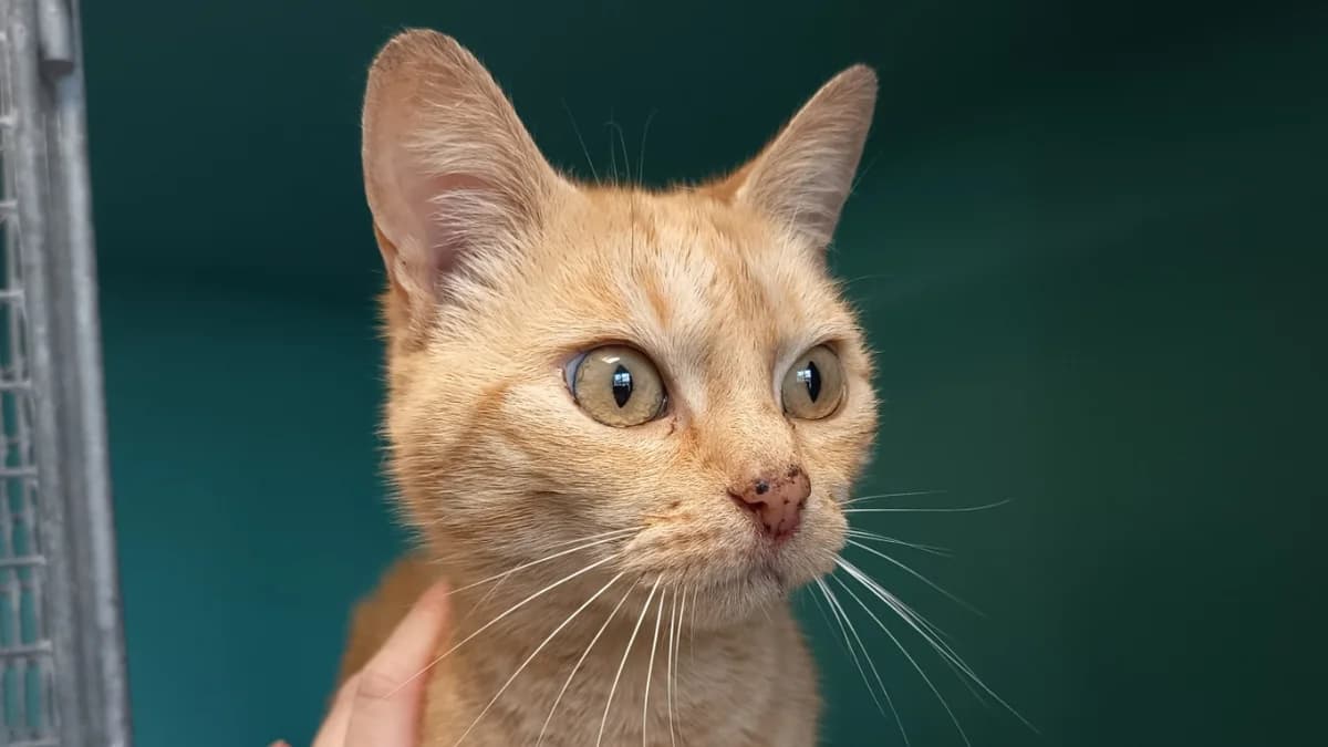 YZMA C, female 6yo Mixed Breed for adoption at SPA Vaux-le-Pénil, Vaux-le-Pénil
