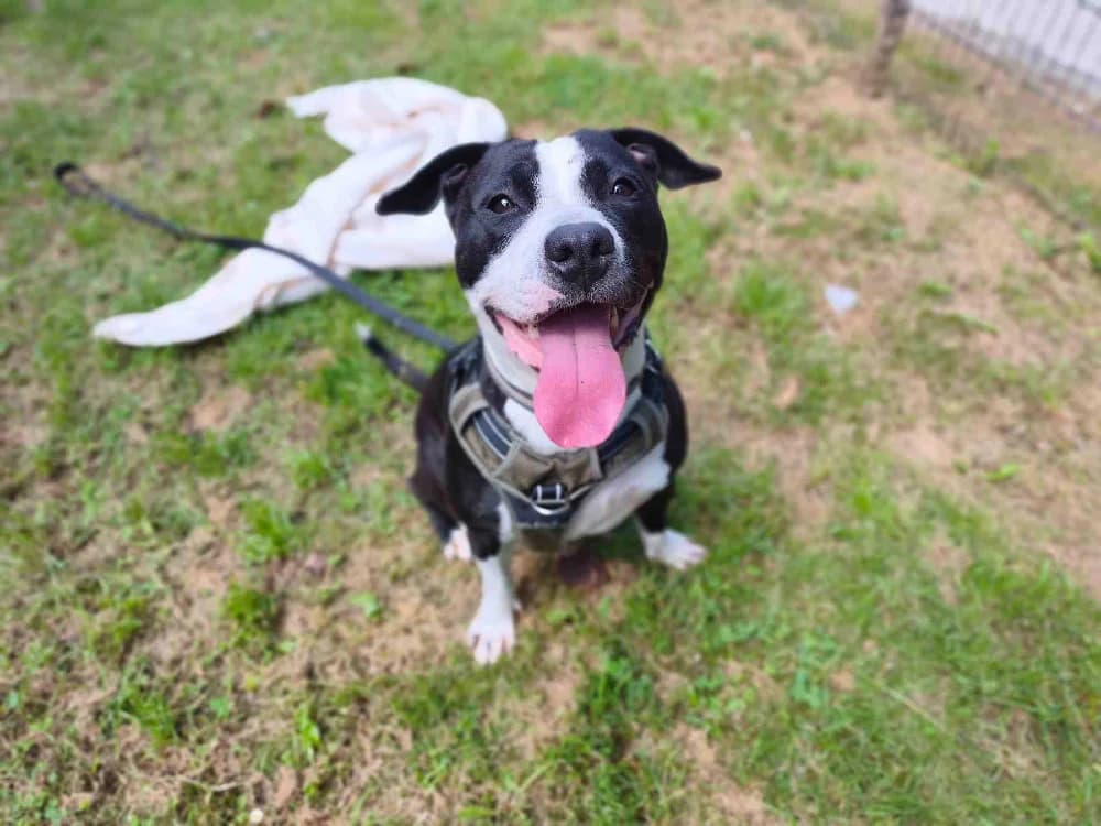 VERA VAA, female 3yo mixed breed for adoption at SPA Vaux-le-Pénil, Vaux-le-Pénil