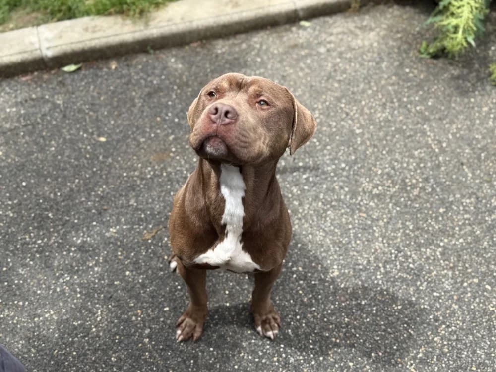 ASHER VAA, male mixed breed for adoption at SPA Vaux-le-Pénil, Vaux-le-Pénil