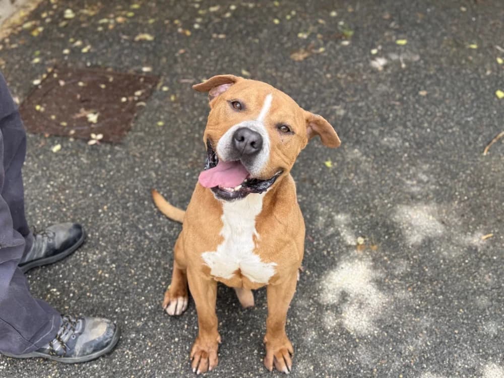 SNOW VAA, male 4yo mixed breed for adoption at SPA Vaux-le-Pénil, Vaux-le-Pénil