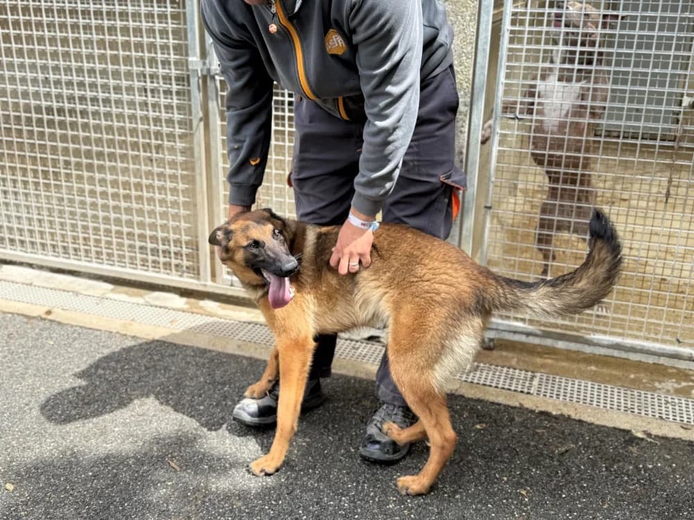 DJAMA VAA, female Belgian Malinois for adoption at SPA Vaux-le-Pénil, Vaux-le-Pénil