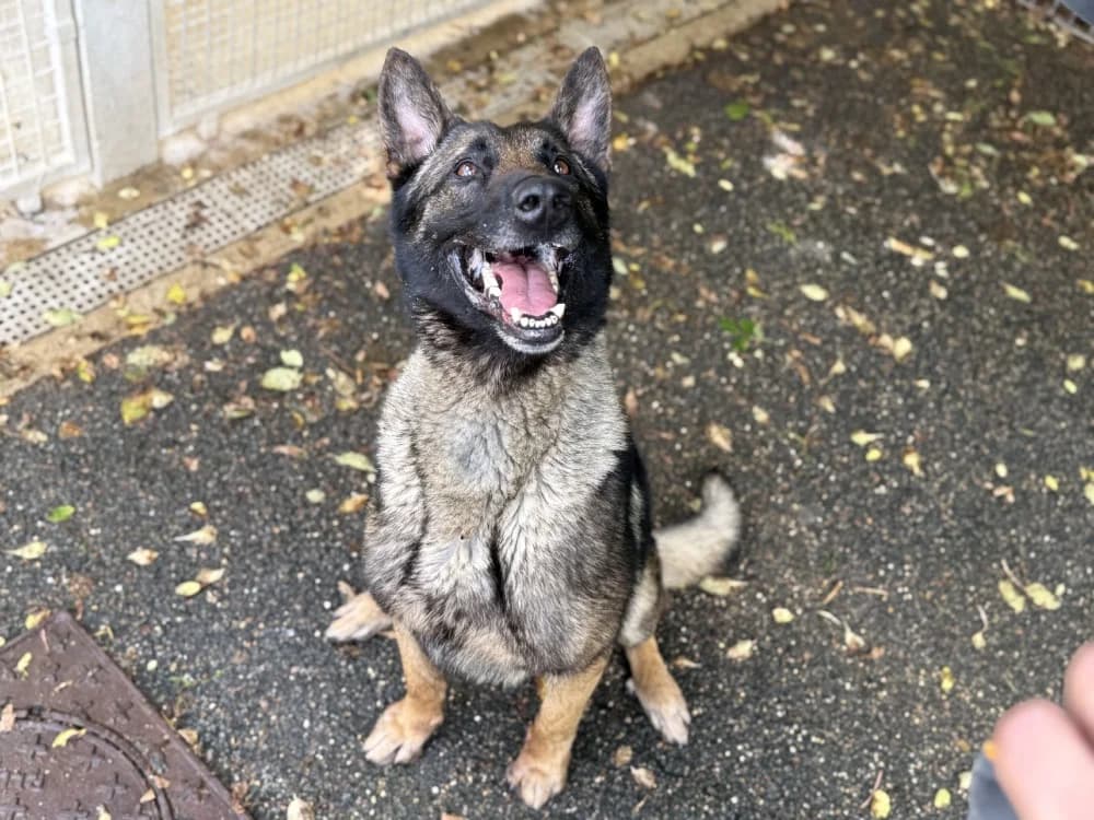 CASTHOR VAA, male 4yo Belgian Malinois for adoption at SPA Vaux-le-Pénil, Vaux-le-Pénil