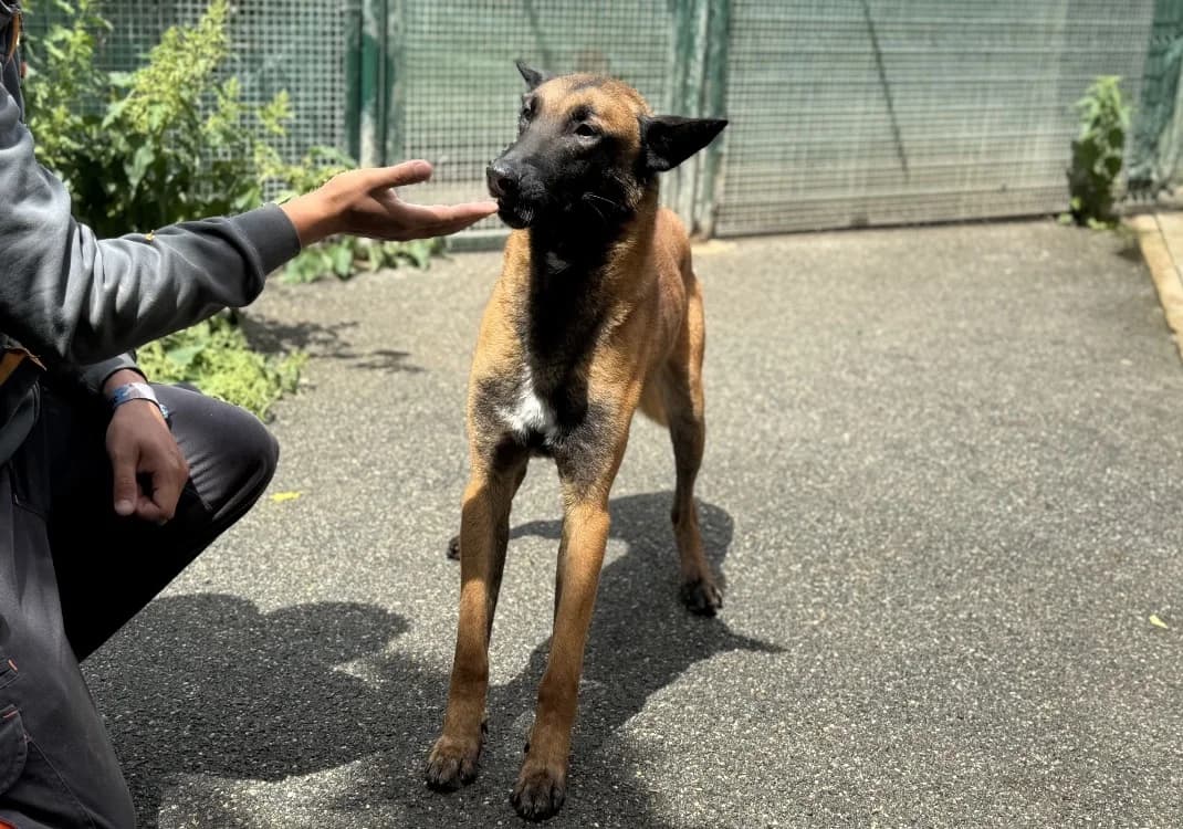 MARLEY VAA, male 7yo Belgian Malinois for adoption at SPA Vaux-le-Pénil, Vaux-le-Pénil