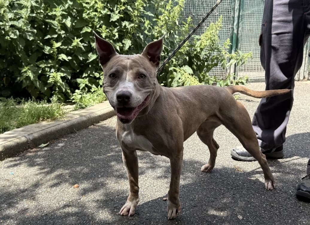 NIKITA VAA, female 5yo mixed breed for adoption at SPA Vaux-le-Pénil, Vaux-le-Pénil