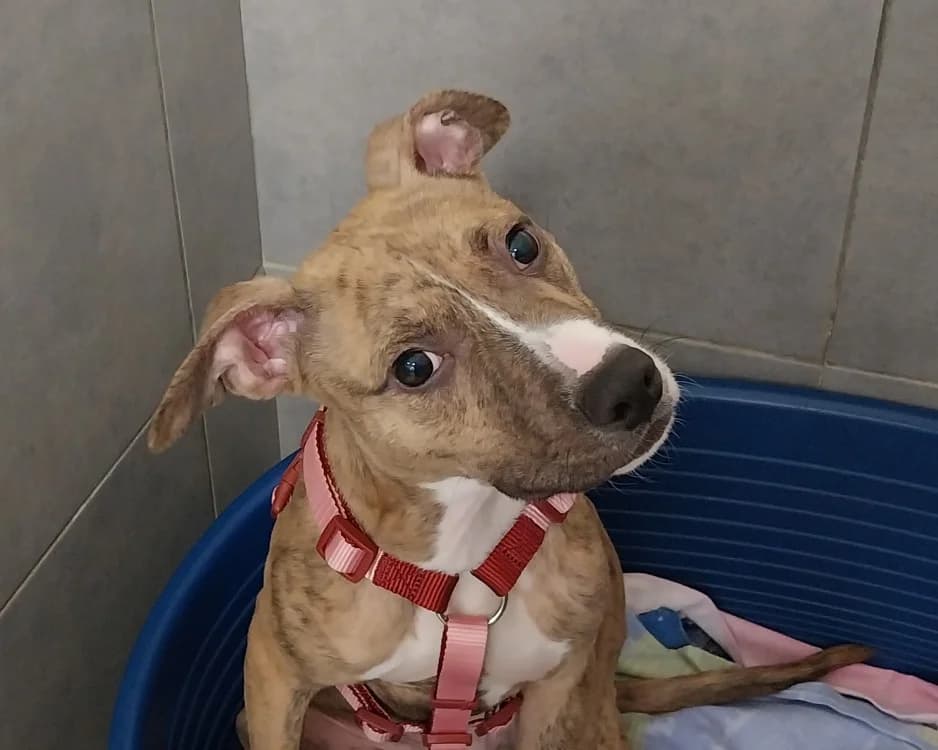 BOOGIE VAA, male mixed breed for adoption at SPA Vaux-le-Pénil, Vaux-le-Pénil
