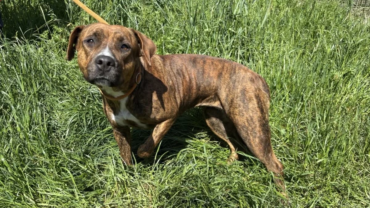 HAPPY VAA, female young mixed breed for adoption at SPA Vaux-le-Pénil, Vaux-le-Pénil