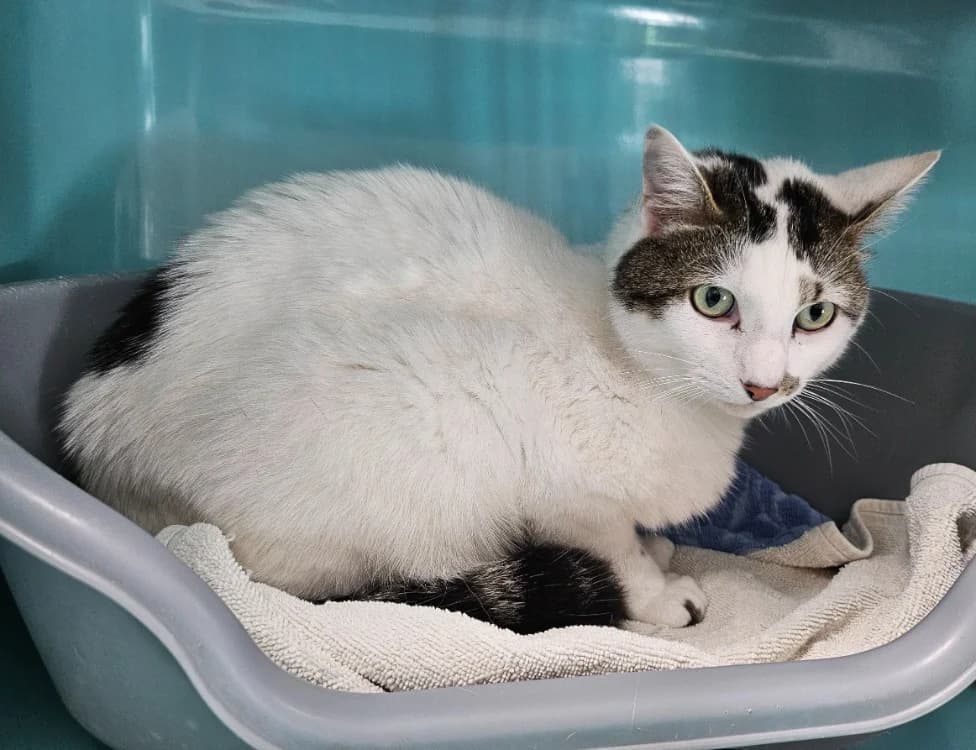 TIMINOU C, male 3yo Mixed Breed for adoption at SPA Vaux-le-Pénil, Vaux-le-Pénil