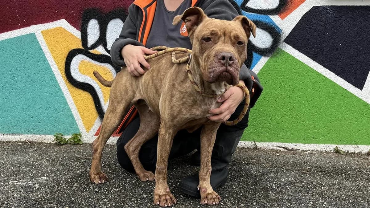 DANA VAA, female senior mixed breed for adoption at SPA Vaux-le-Pénil, Vaux-le-Pénil