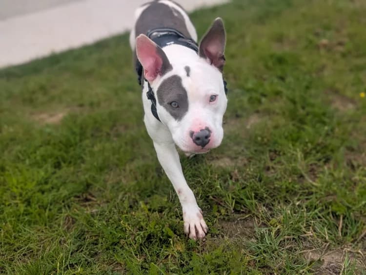 TYSON VAA, male young Staffordshire Bull Terrier for adoption at SPA Vaux-le-Pénil, Vaux-le-Pénil
