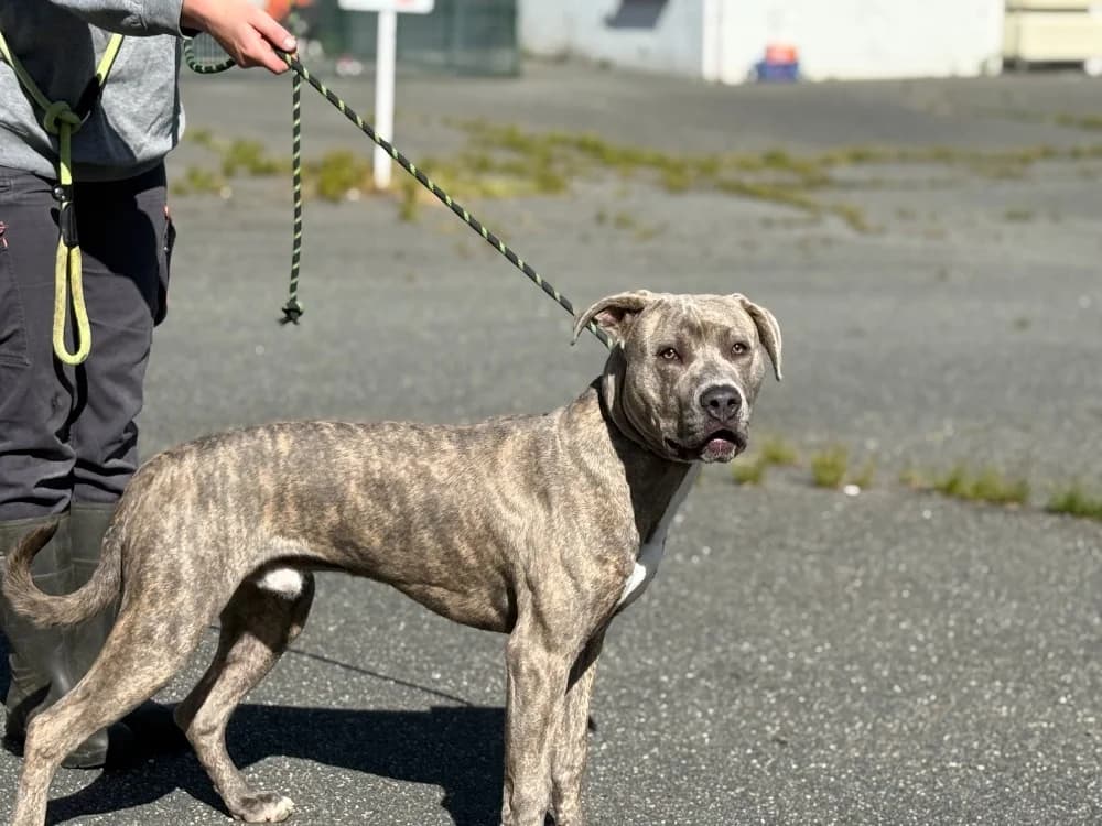 HARPER VAA, male mixed breed for adoption at SPA Vaux-le-Pénil, Vaux-le-Pénil